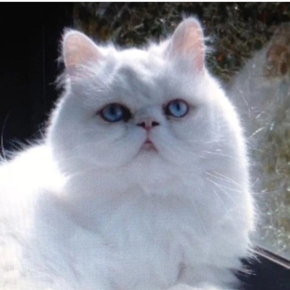 Meet your Posher, Gabriela - Picture 1 of 1